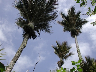 Nikau