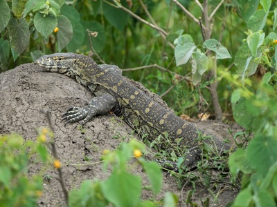 Nile monitor