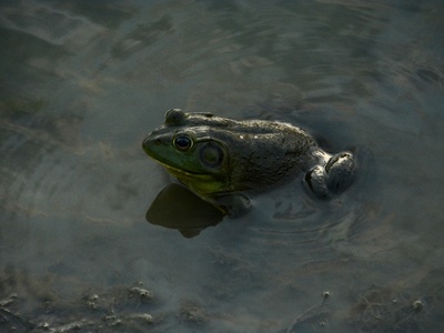 Nimba Puddle Frog