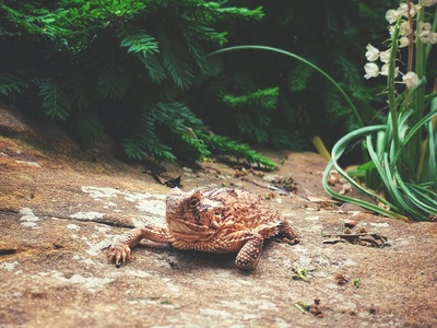 Nimba viviparous toad