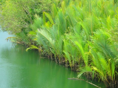 Nipa palm