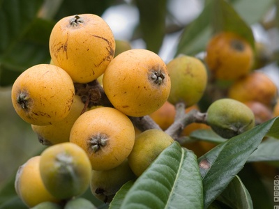 Níspero (loquat)
