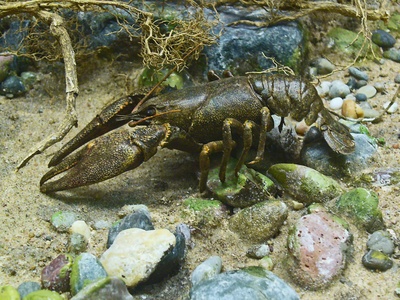 Noble Crayfish
