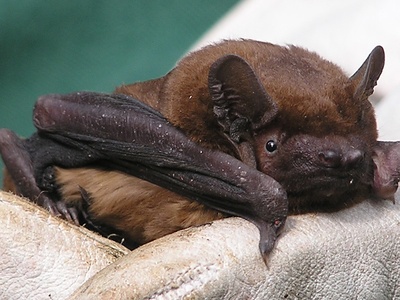 Noctule