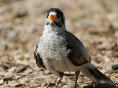 Noisy Miner