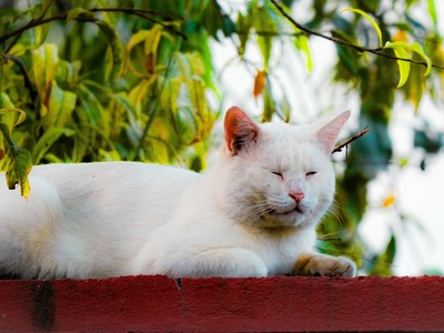 Non-pedigreed White Cats