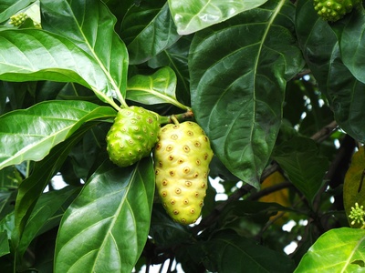 Noni