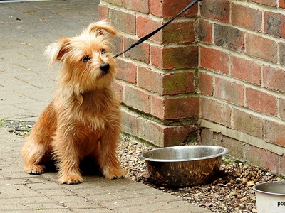 Norfolk Terrier