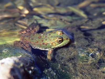North African Green Frog