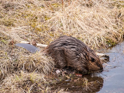 North American beaver