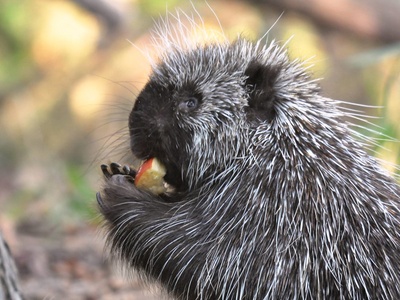 North American Porcupine