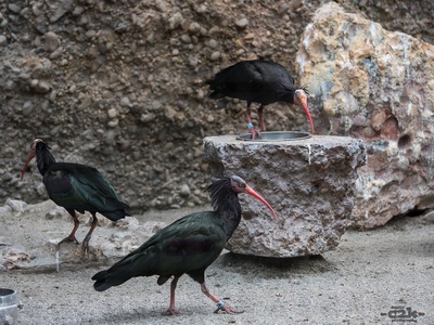 Northern bald ibis