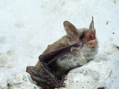 Northern bat