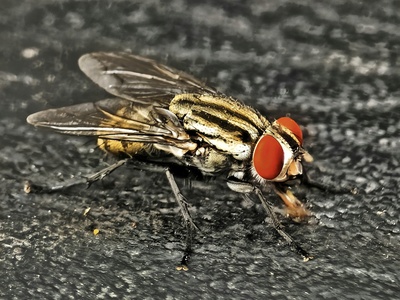 Northern Blow Fly