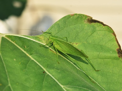 Northern Bush Katydid