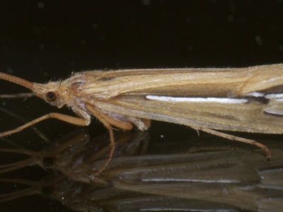 Northern Caddisfly