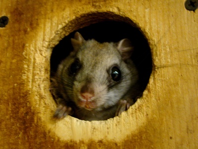 Northern Flying Squirrel