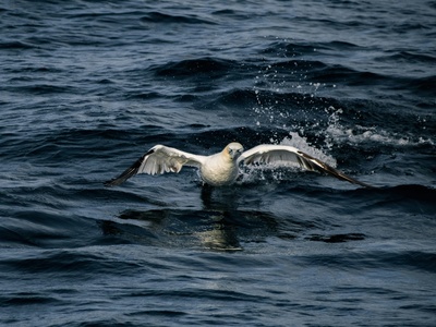 Northern Gannet