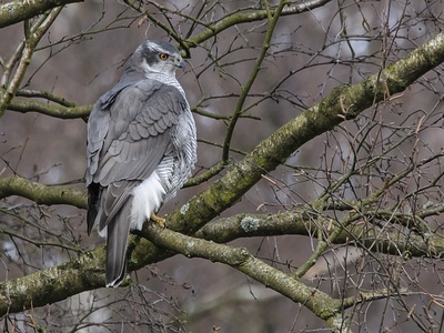 Northern Goshawk