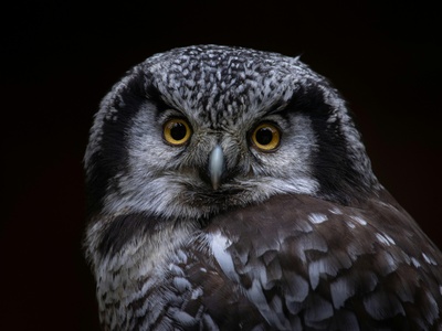 Northern Hawk Owl