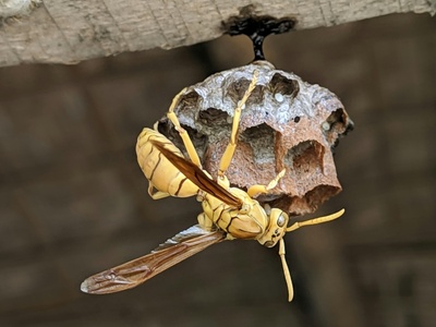 Northern Paper Wasp