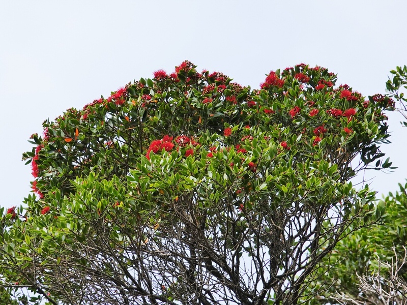 Yellow Rata List of New Zealand Native Plants - Flora Fauna Fun