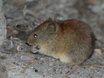 Northern Red-backed Vole