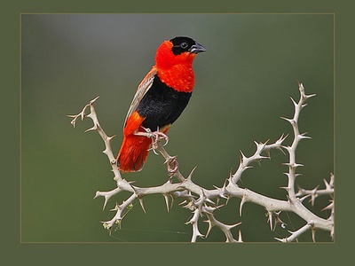 Northern Red Bishop