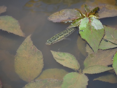 Northern snakehead