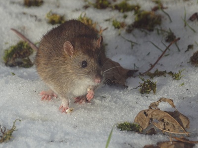 Norway (brown) rat