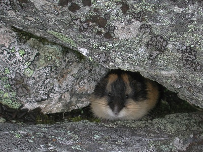 Norway lemming