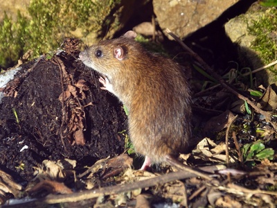 Norway rat