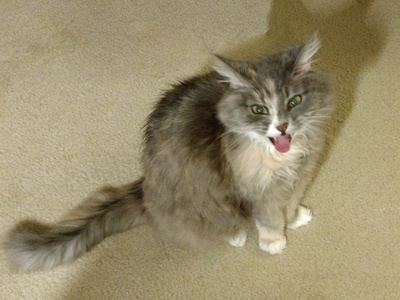 Norwegian Forest Cat