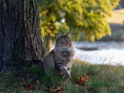 Norwegian Forest Cat