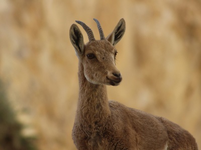 Nubian ibex