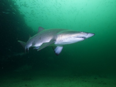 Nurse shark