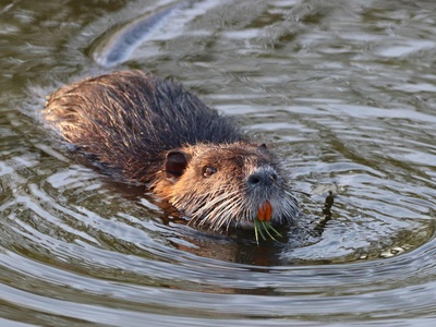 Nutria