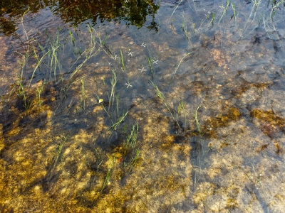 Nuttall's waterweed