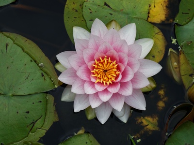 Nymphaea lotus (water lily) (detail)