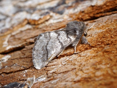 Oak processionary moth