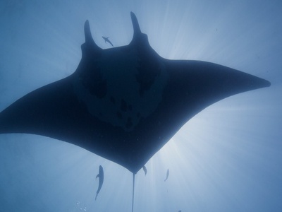 Oceanic Manta Ray