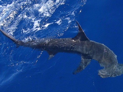 Oceanic whitetip shark