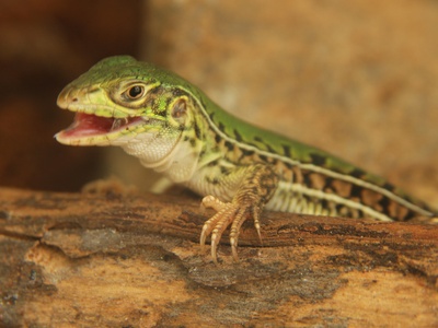 Ocellated whiptail