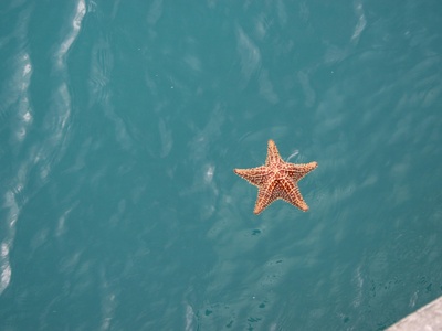 Ochre sea star