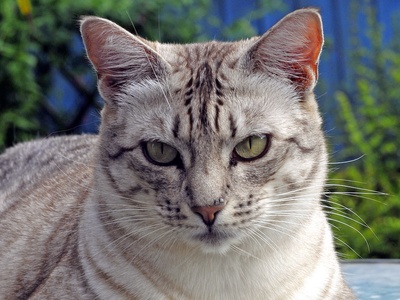 Ocicat