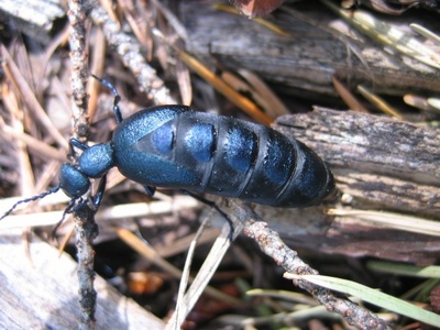 Oil Beetle