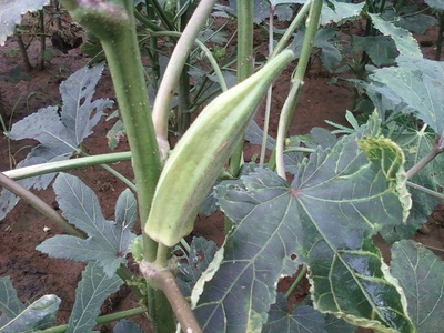 Okra