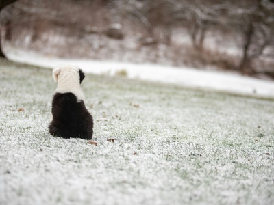 Old English Sheepdog