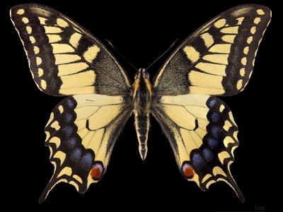 Old World swallowtail