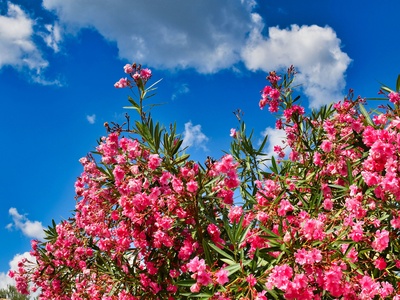 Oleander